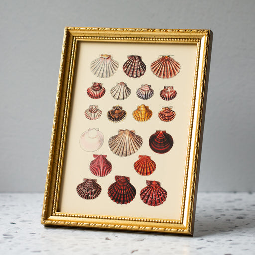 Round Sea Shells in Gold Ornate Frame