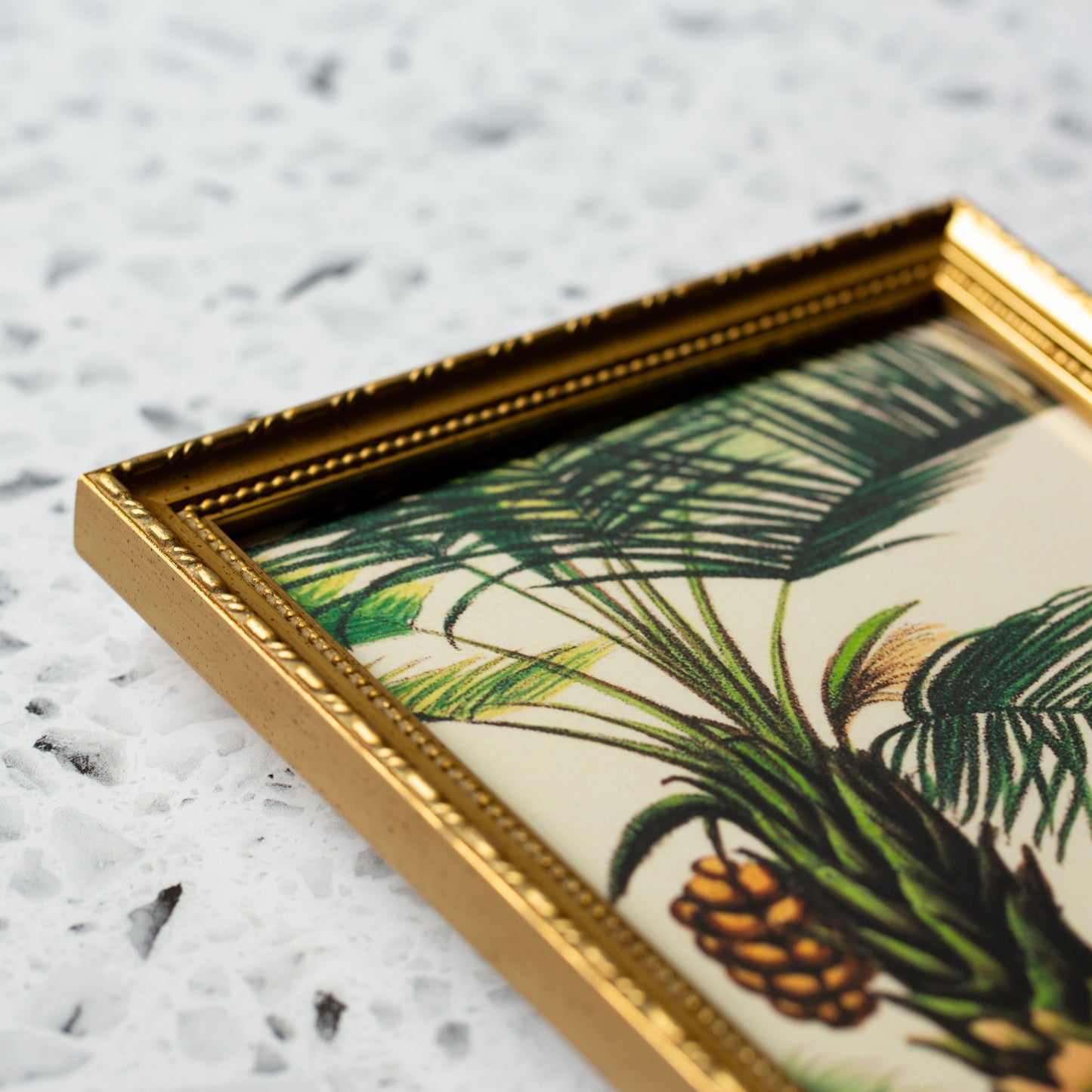 Attalea Compta Palm in Gold Ornate Frame