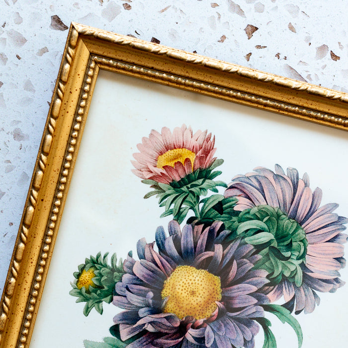 Aster Chinensis in Gold Ornate Frame