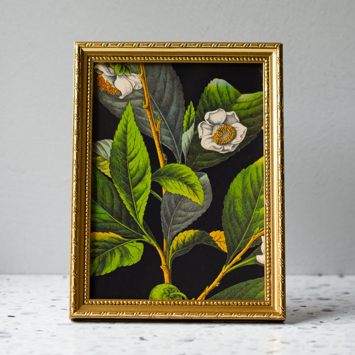 Florium Noir Tea in Gold Ornate Frame