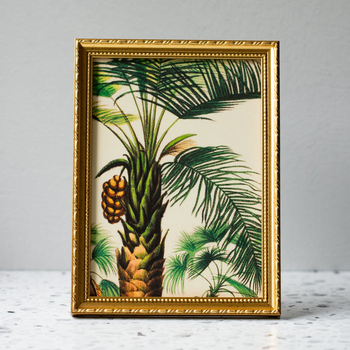 Attalea Compta Palm in Gold Ornate Frame