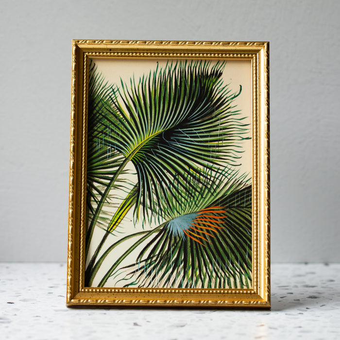 Attalea Funifera Palm in Gold Ornate Frame