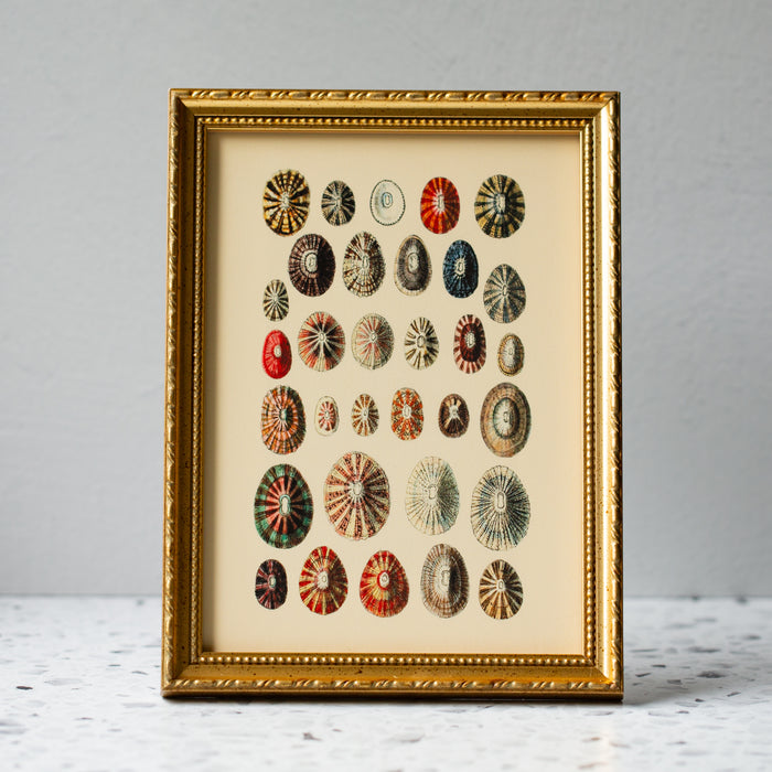 Thirty Two Sea Shells in Gold Ornate Frame