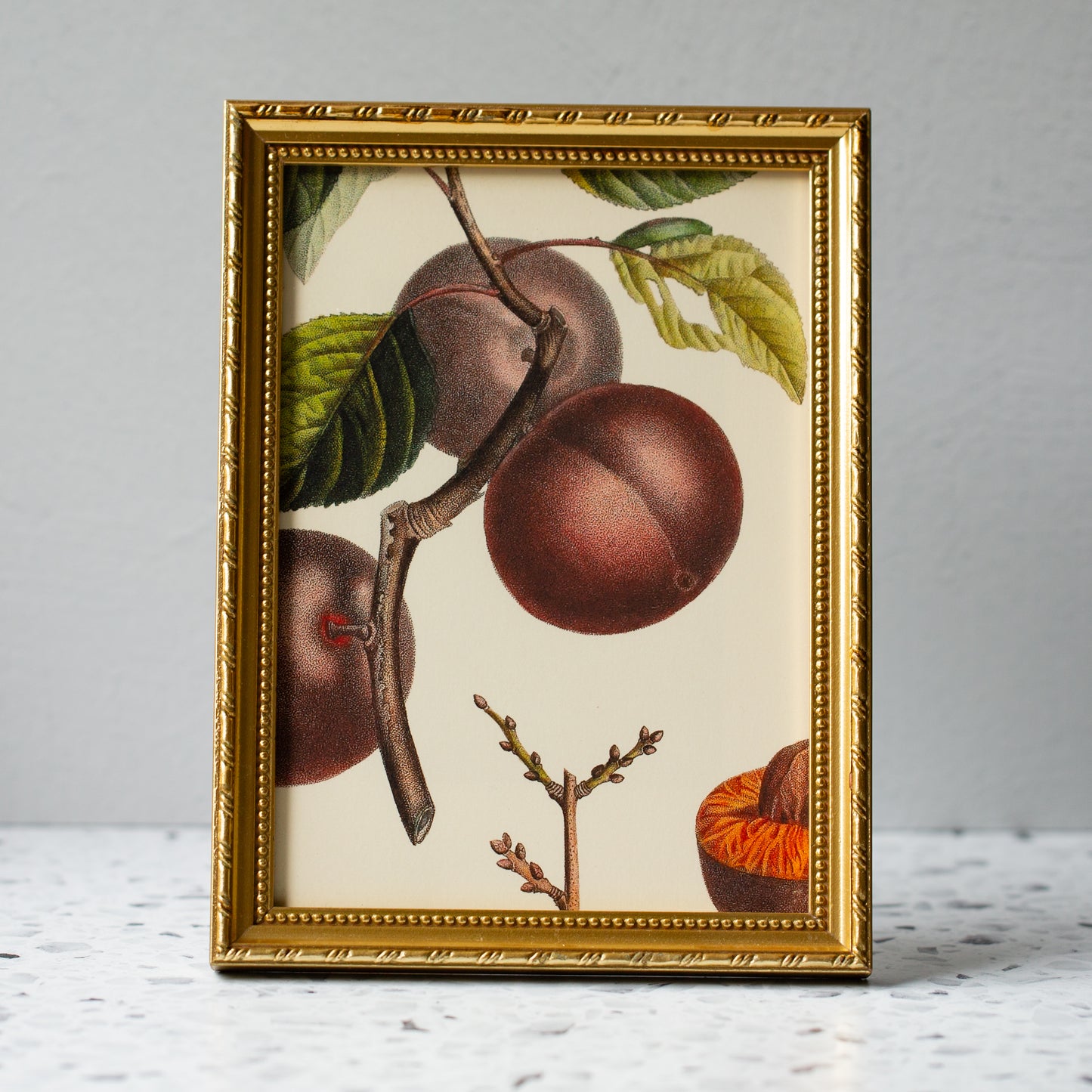 Apricot Noir in Gold Ornate Frame