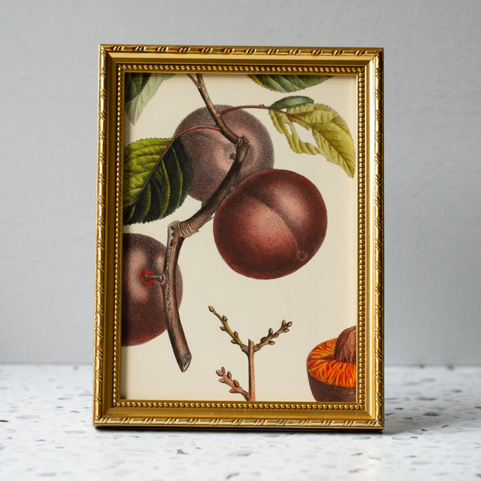 Apricot Noir in Gold Ornate Frame