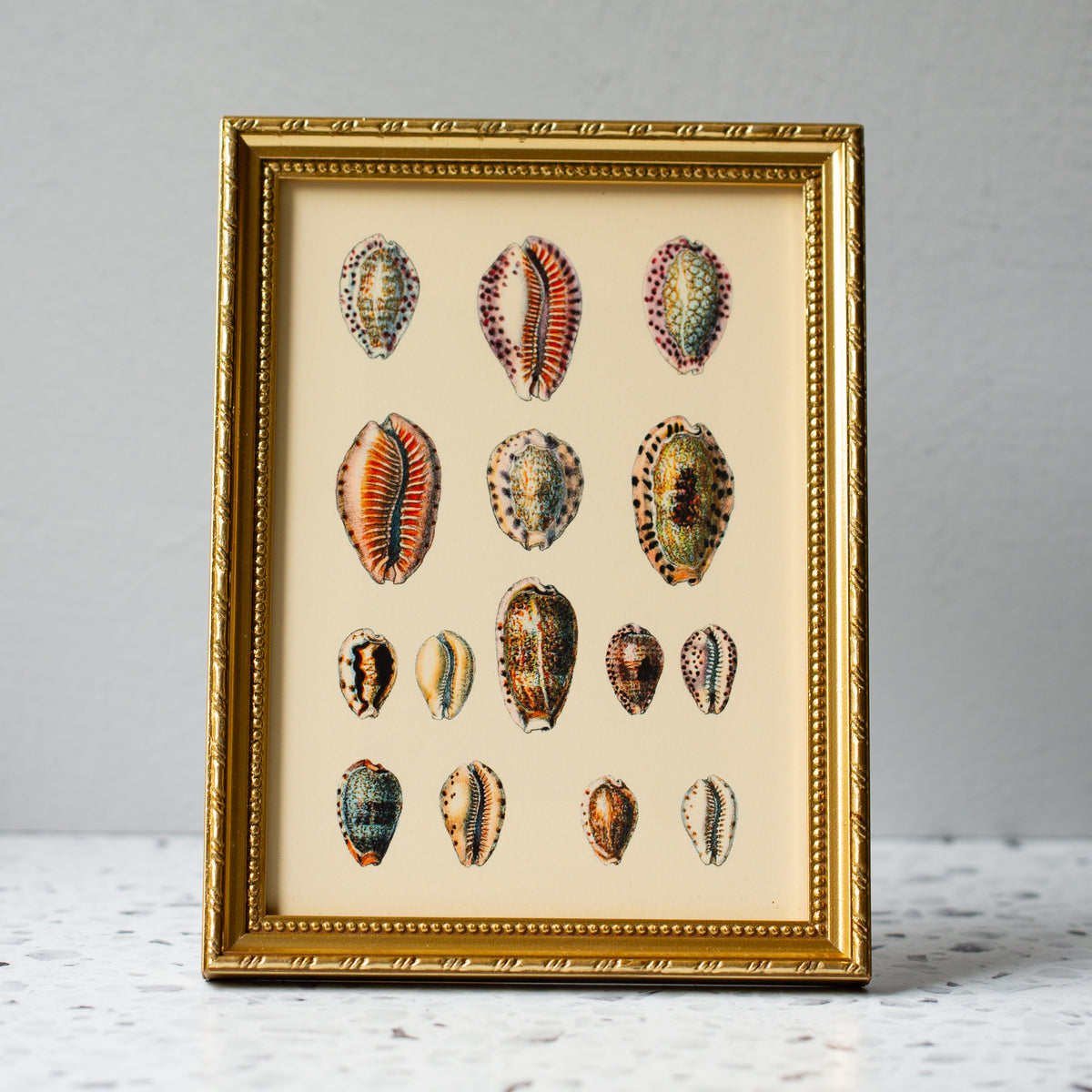 Gold Shell Picture Frame Fifteen Oval Sea Shells in Gold Ornate Frame – Maison Midi
