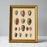 Fifteen Oval Sea Shells in Gold Ornate Frame