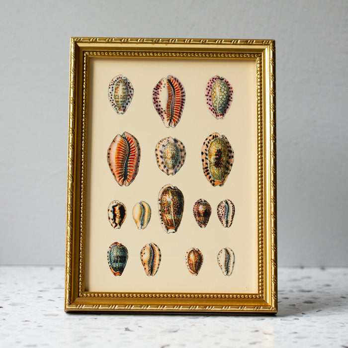 Gold And Red Shell Picture Frame Fifteen Oval Sea Shells in Gold Ornate Frame — Maison Midi