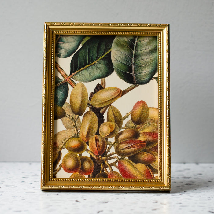 Pistachio Tree in Gold Ornate Frame