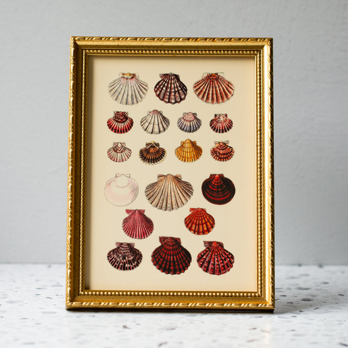Round Sea Shells in Gold Ornate Frame
