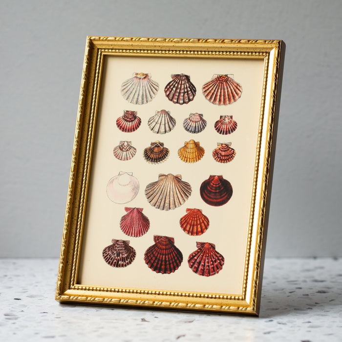 Round Sea Shells in Gold Ornate Frame