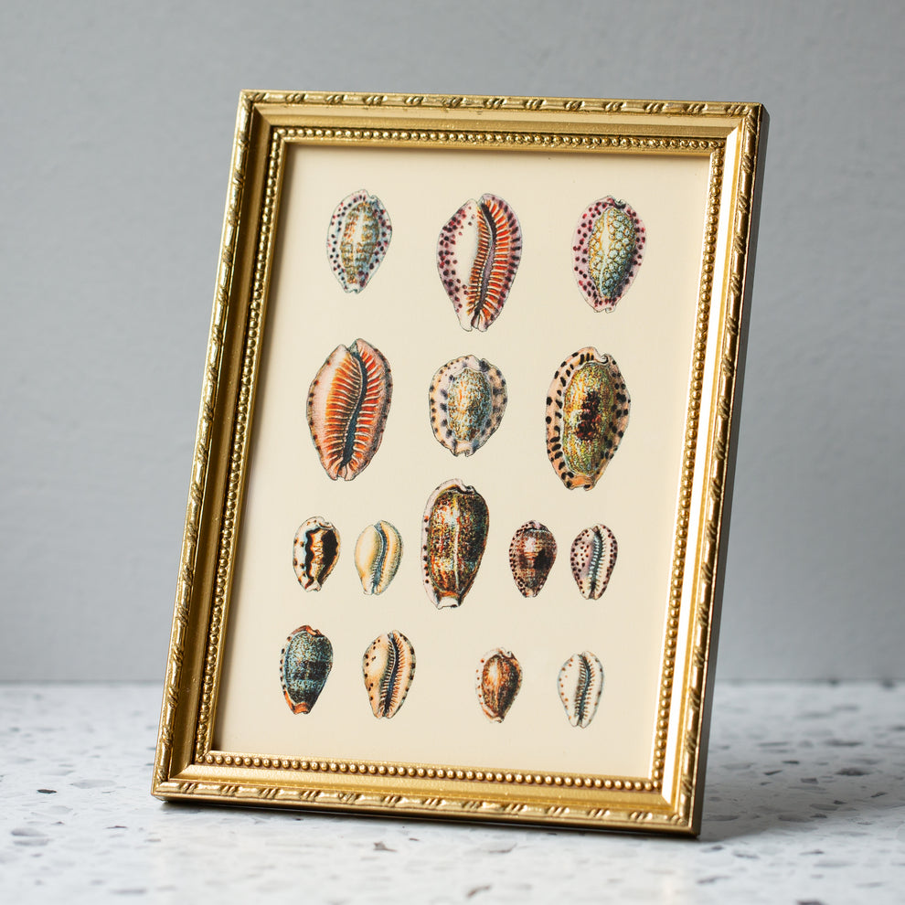 Fifteen Oval Sea Shells in Gold Ornate Frame – Maison Midi