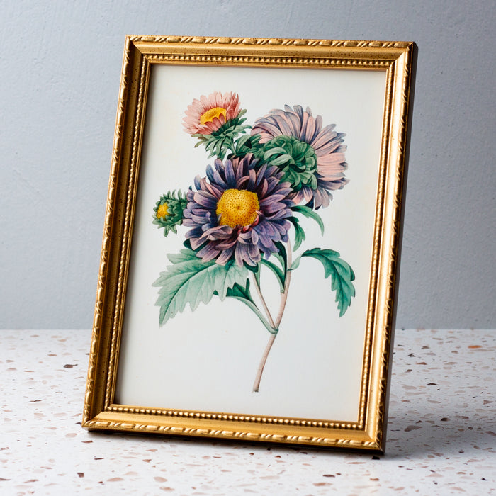 Aster Chinensis in Gold Ornate Frame