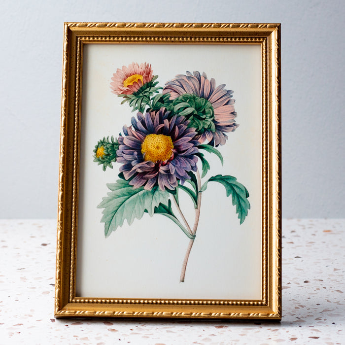 Aster Chinensis in Gold Ornate Frame