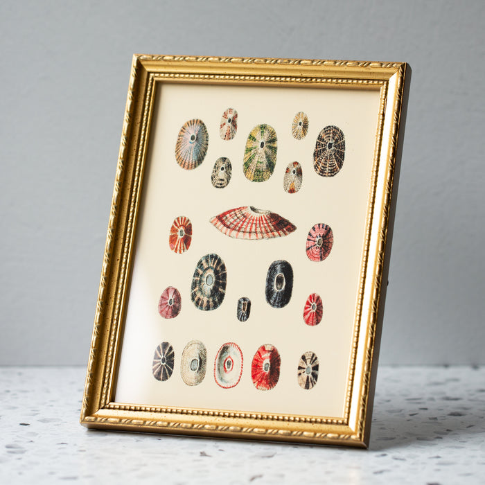 Sea Shell Variety in Gold Ornate Frame