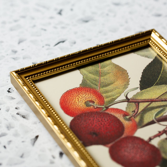 Arbutus Strawberry Tree in Gold Ornate Frame