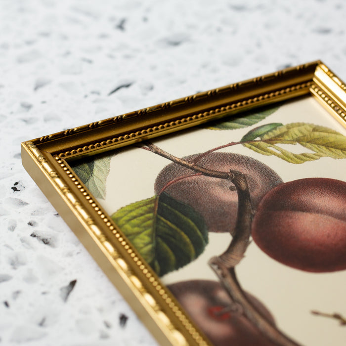 Apricot Noir in Gold Ornate Frame