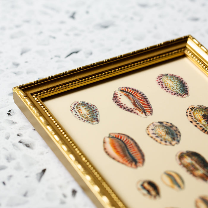 Fifteen Oval Sea Shells in Gold Ornate Frame