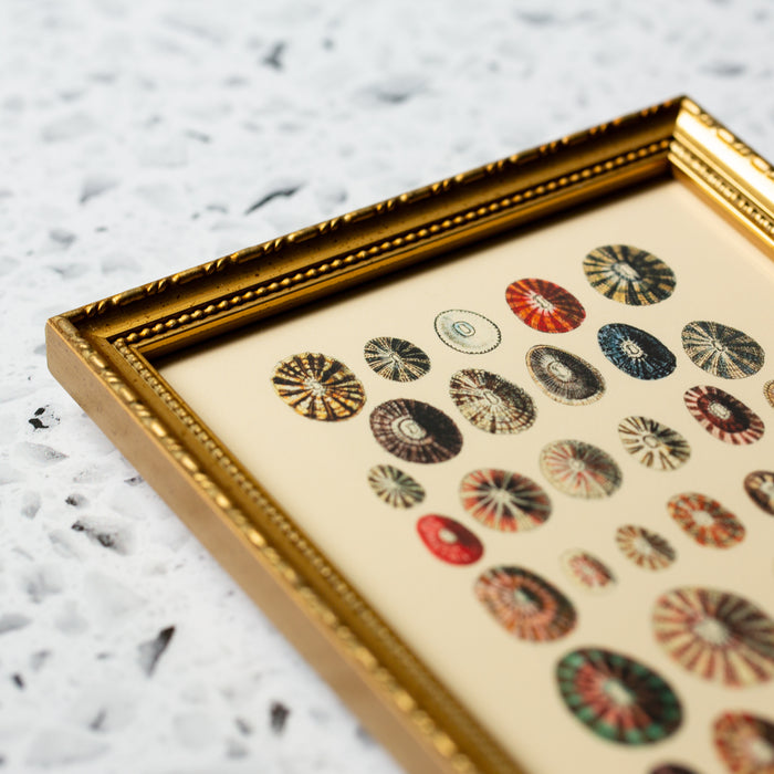 Thirty Two Sea Shells in Gold Ornate Frame