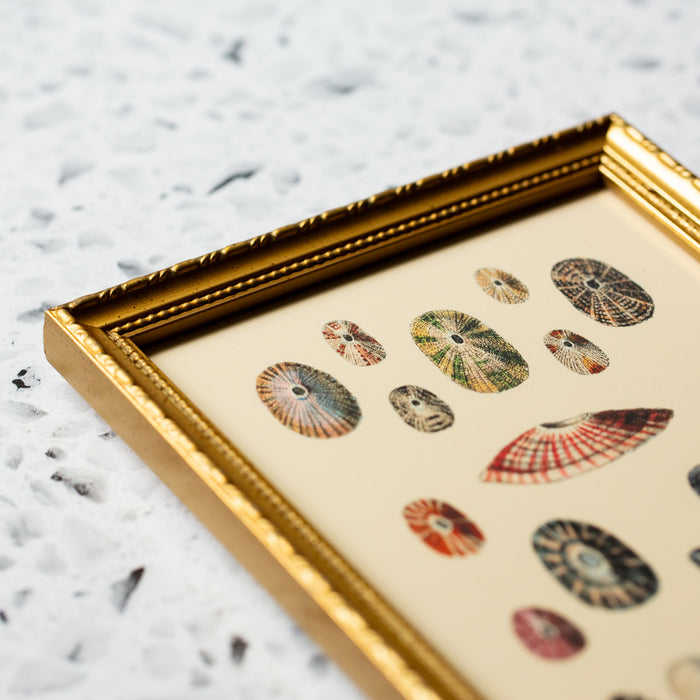 Sea Shell Variety in Gold Ornate Frame