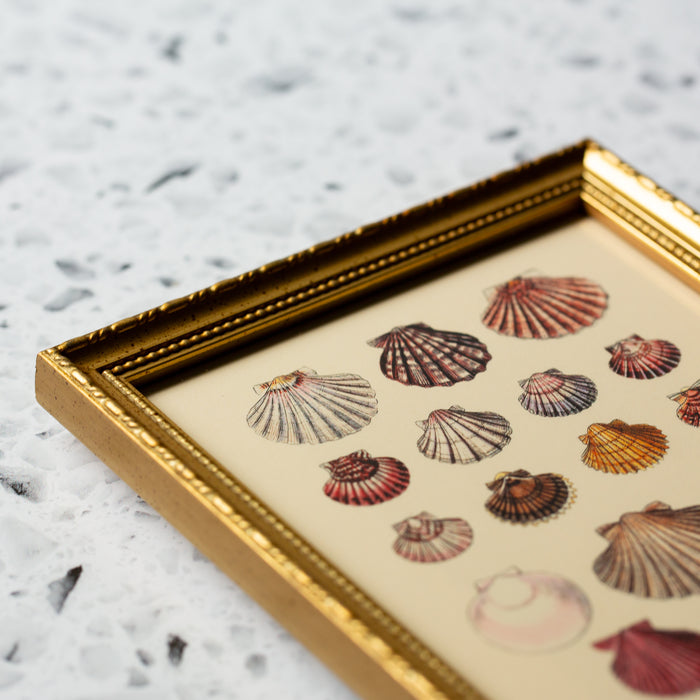 Round Sea Shells in Gold Ornate Frame