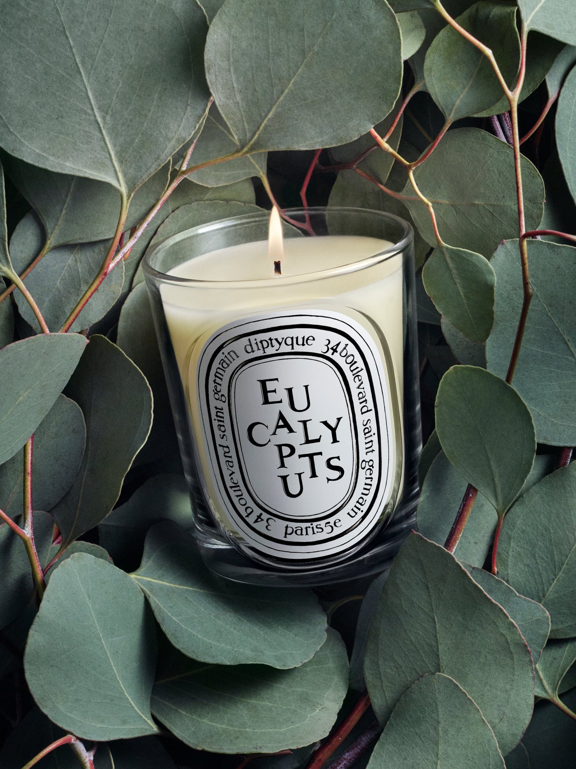 Eucalyptus - Classic Candle by Diptyque - fragrance inspiration