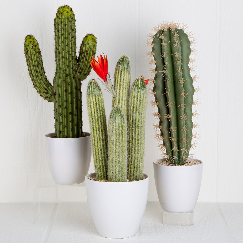 Faux Chimaltenago Cactus – Maison Midi