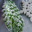 Pinecone Shimmering Glass Ornament (5.75"h)