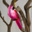 Pink Parrot Glass Ornament