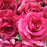 Pink Pristine Silk Rose