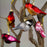 Small Red Owl Glass Ornament
